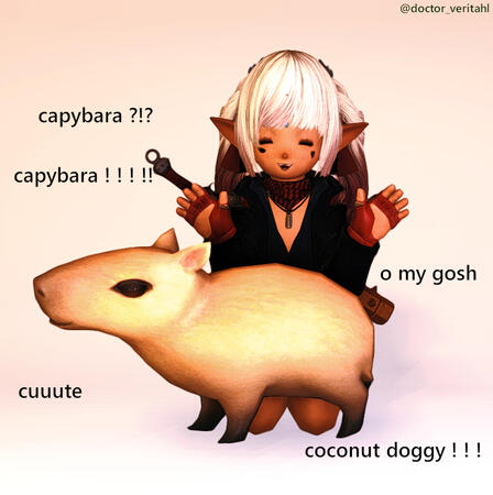 coconut doggy coconut doggy